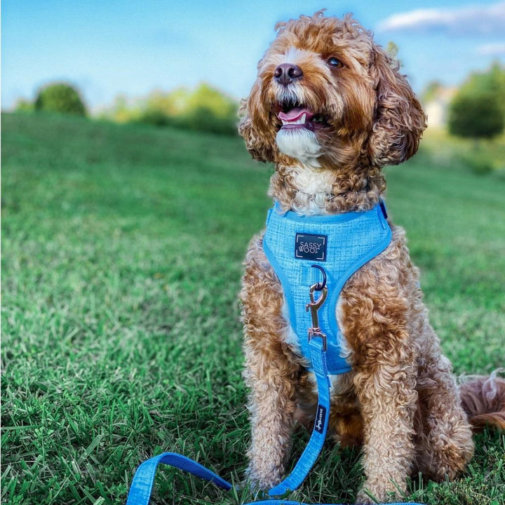 Blumond' Dog Fabric Leash - MRSLM