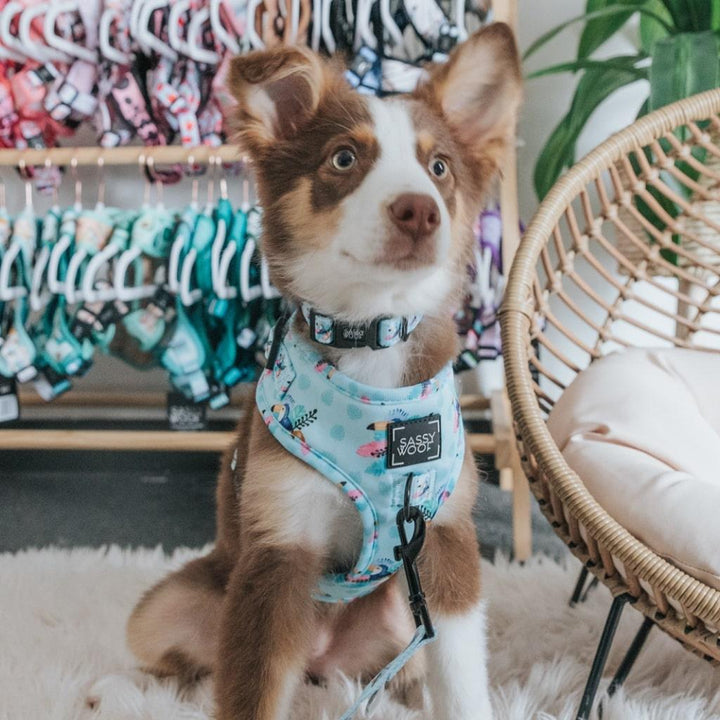 Tropicana' Dog Fabric Leash - MRSLM