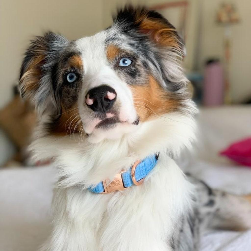 Blumond' Dog Collar - MRSLM