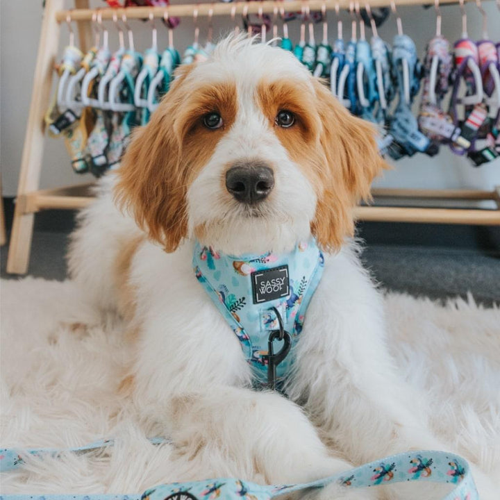 Tropicana' Dog Fabric Leash - MRSLM