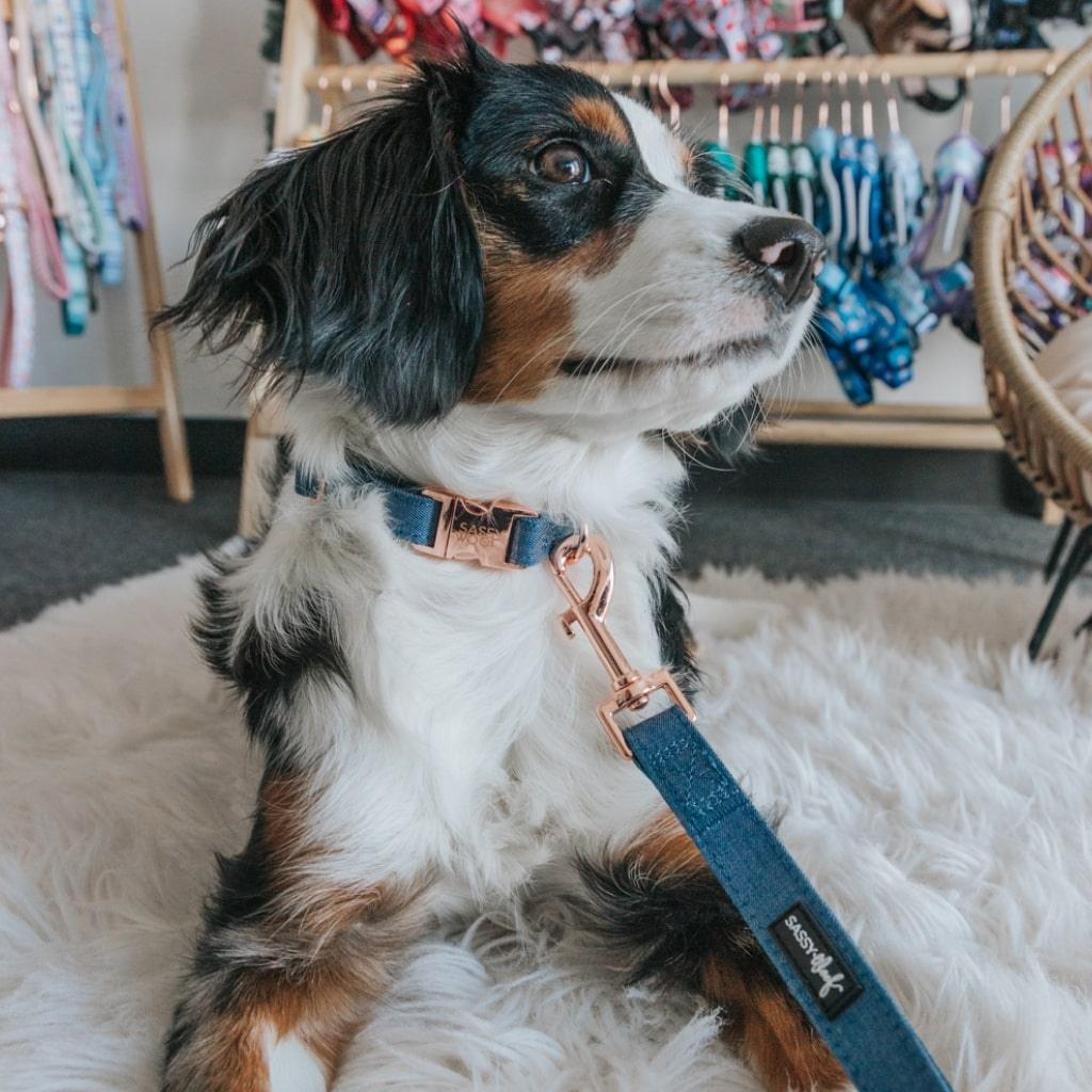 Denim' Dog Collar - MRSLM