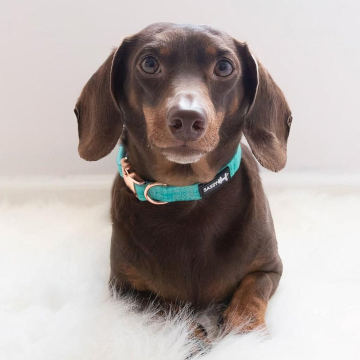 Wag Your Teal' Dog Collar - MRSLM