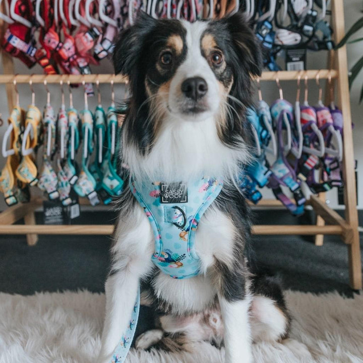 Tropicana' Dog Fabric Leash - MRSLM